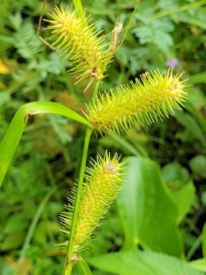 Hopfensegge 3