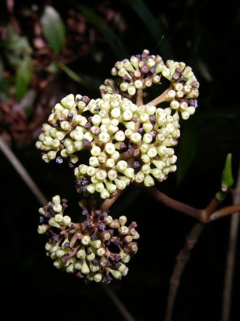 Kleinblütige Chimarrhis 8