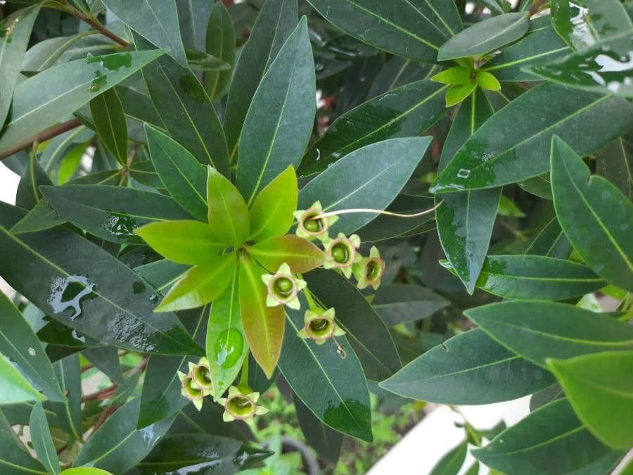 Penda nero