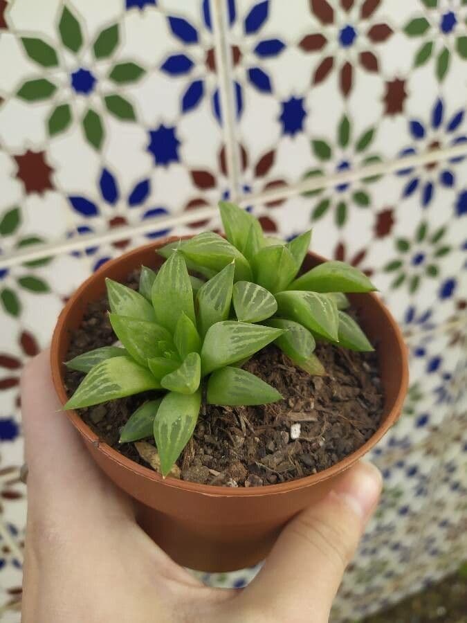 Hawortia 15