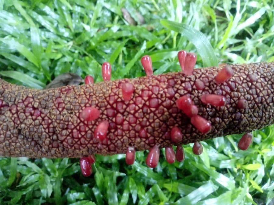Anturio 5