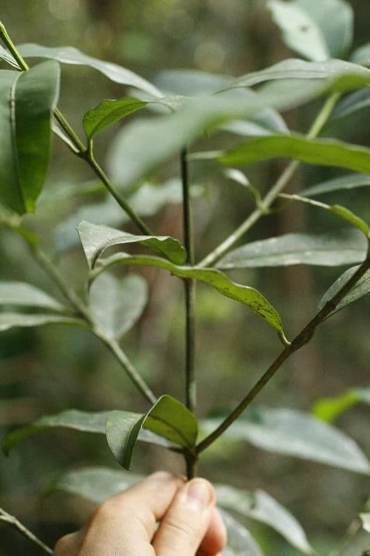 Garcinia 7