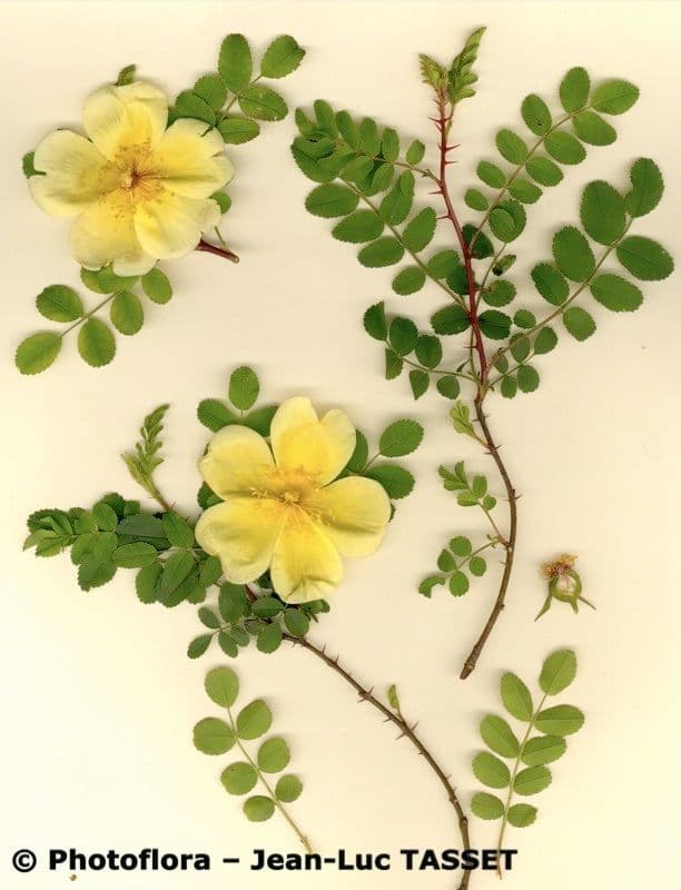 Rosa gialla 26