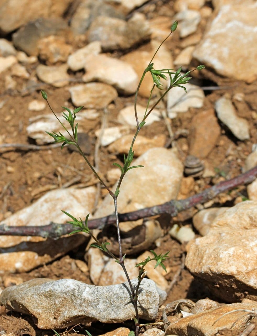 Minuartia ibrida 6