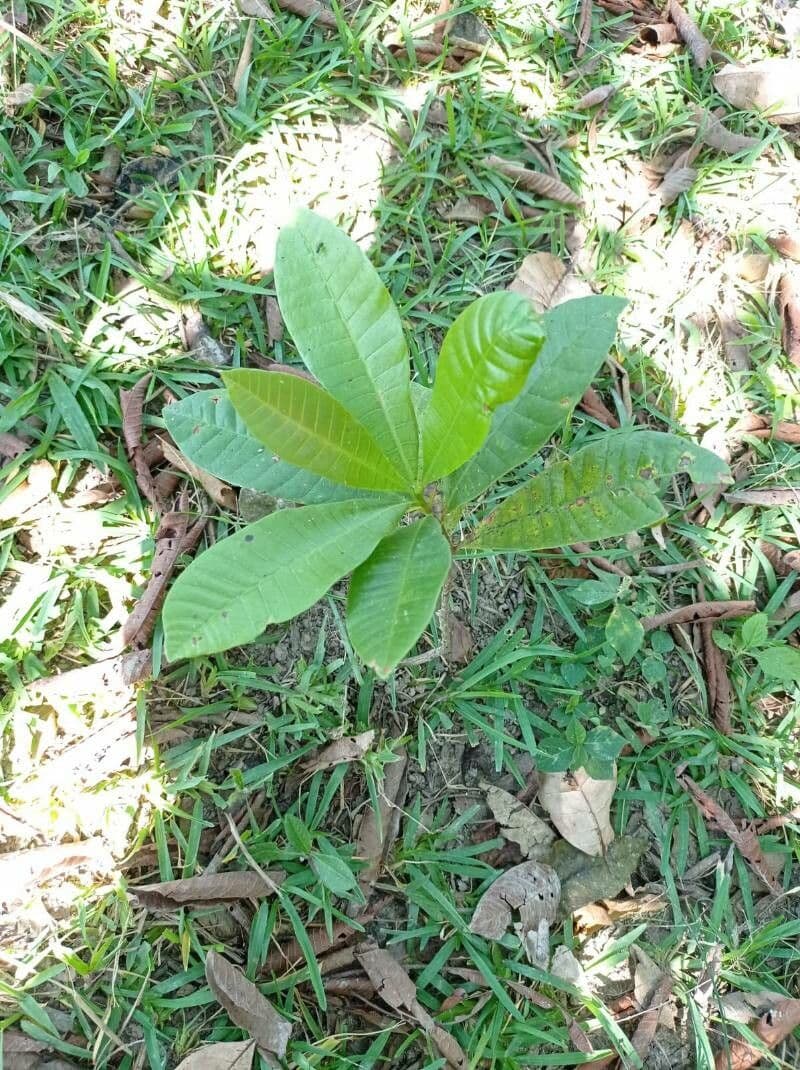 Wild cashew 2