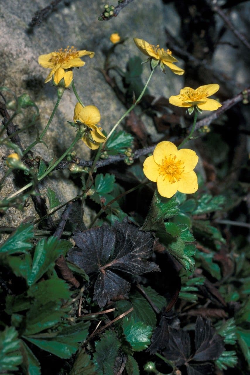 Waldsteinia 6