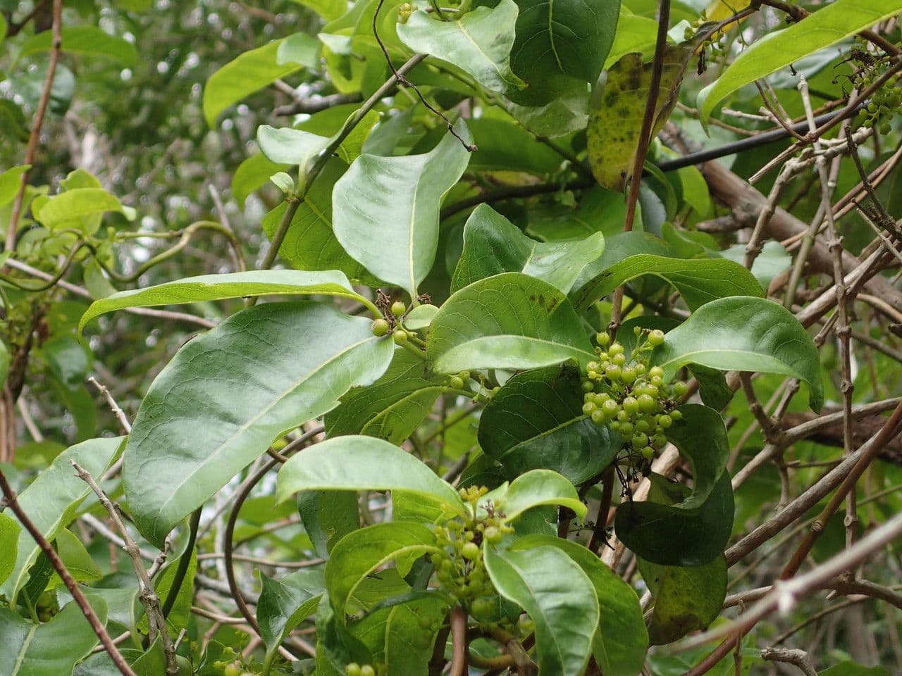 Danais 26