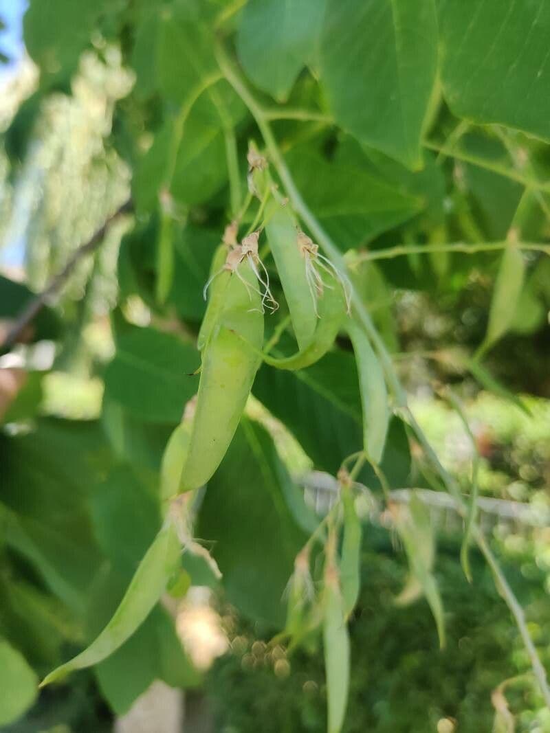 Cladrastis kentukea
