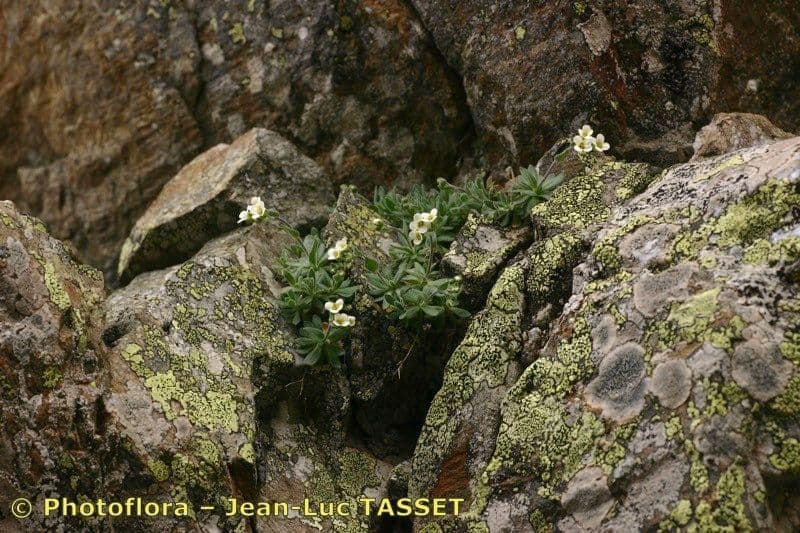Draba 6