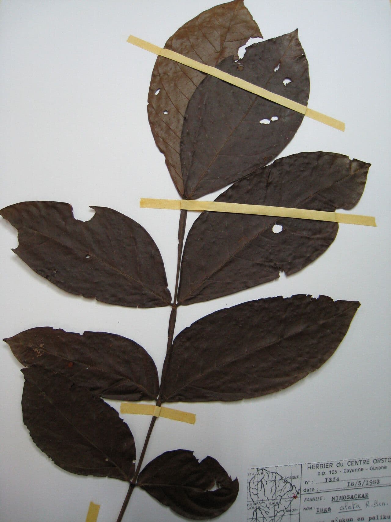 Inga alata 9