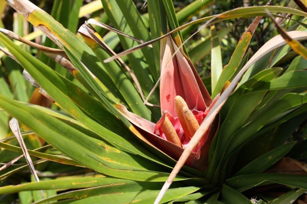 Freycinetia 13