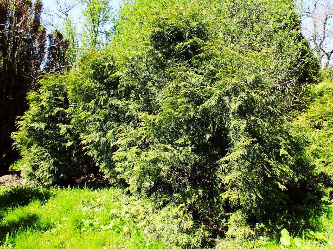 Thuja 8