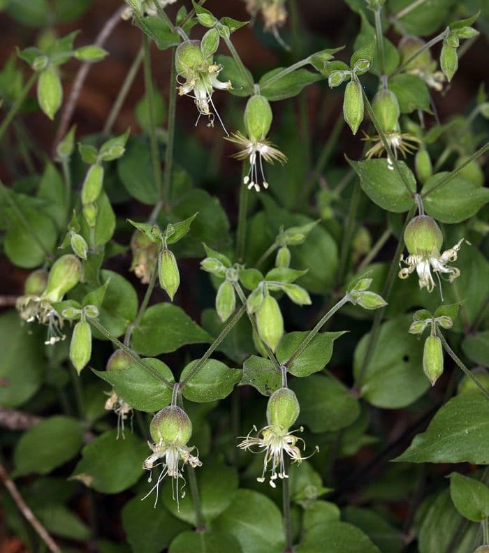Silene campanulata 10