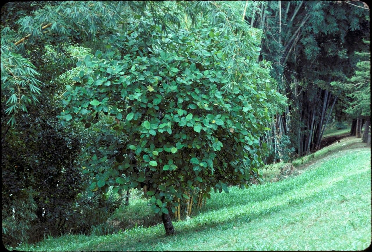 Dillenia 12