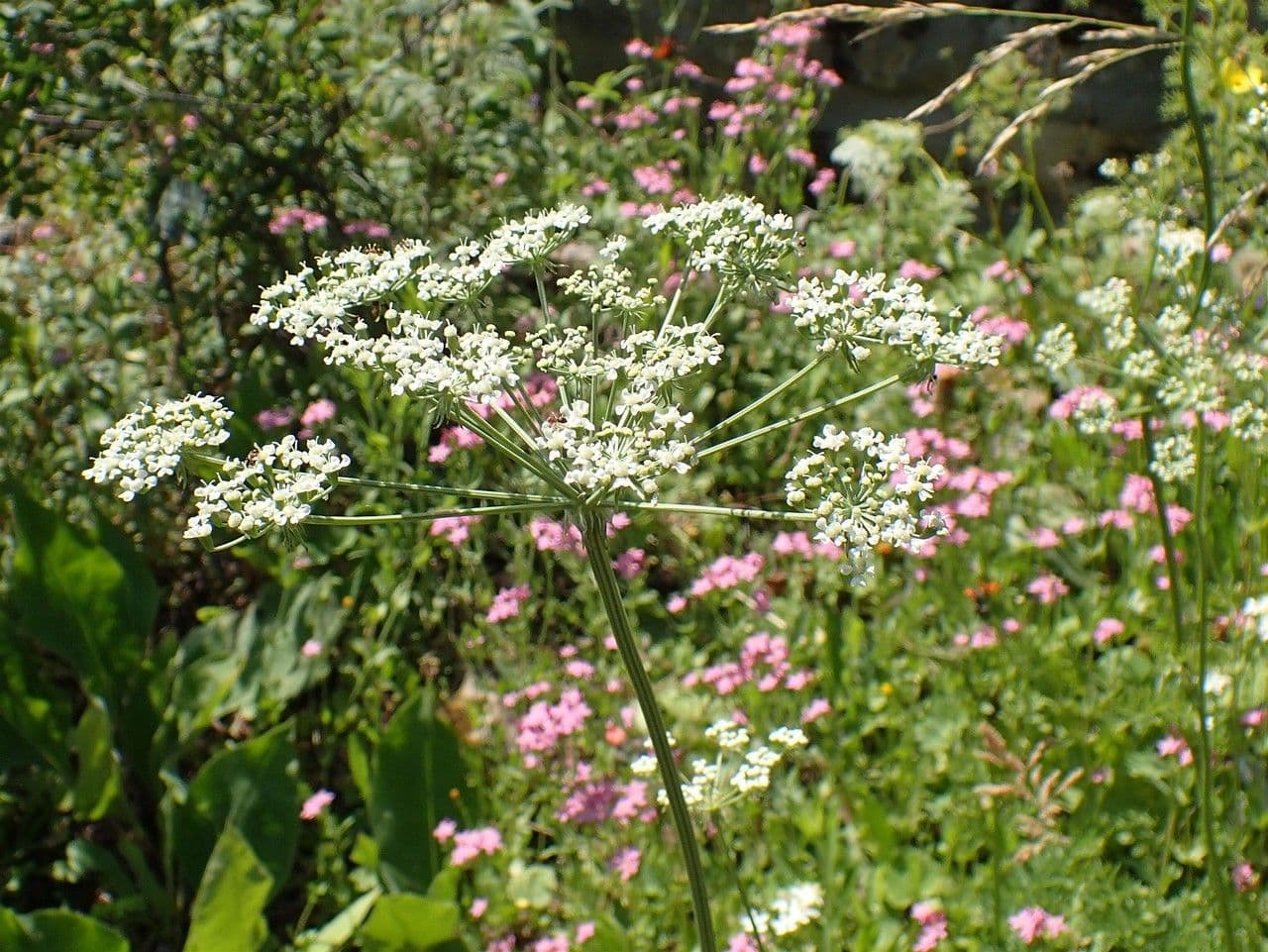 Ferula 4