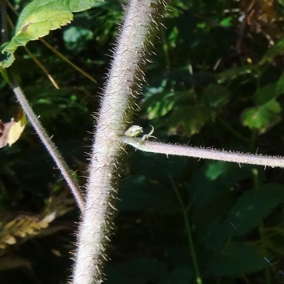 Rovo 3