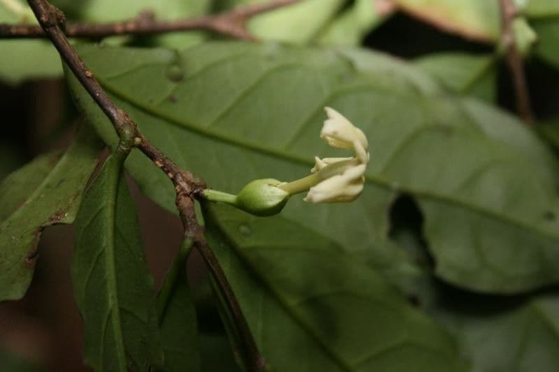 Drypetes variabilis 2
