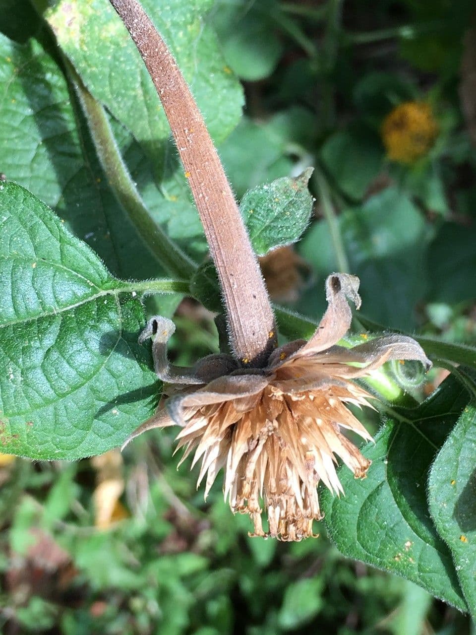 Tithonia rotundifolia 3