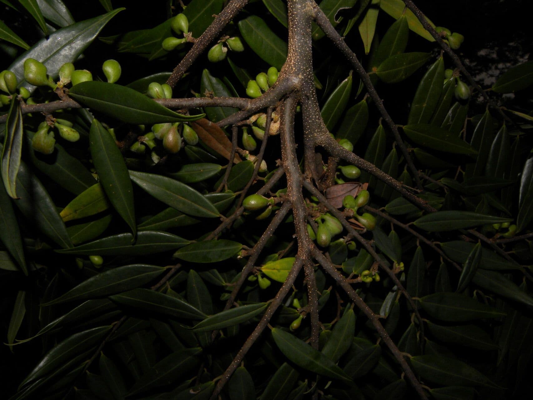 Pimientillo 9