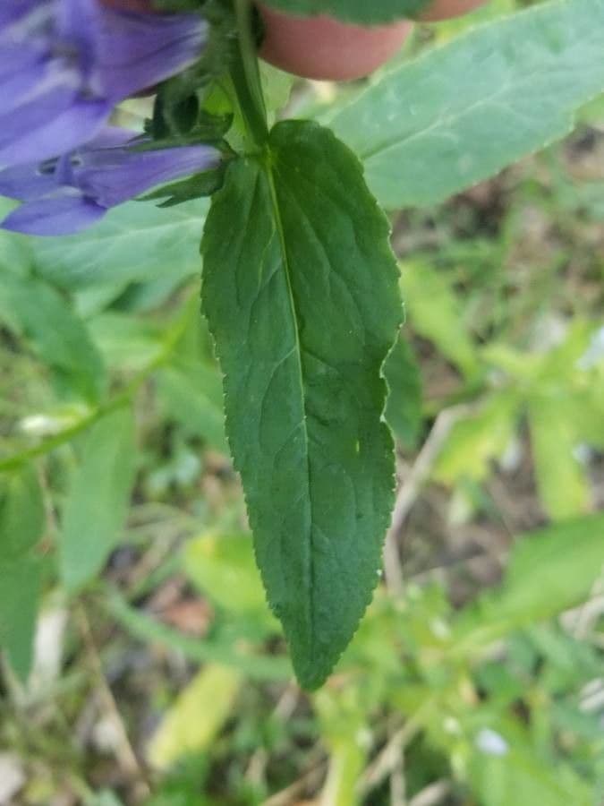 Lobelia blu 13