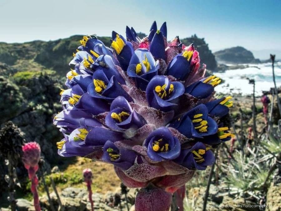 Puya 3