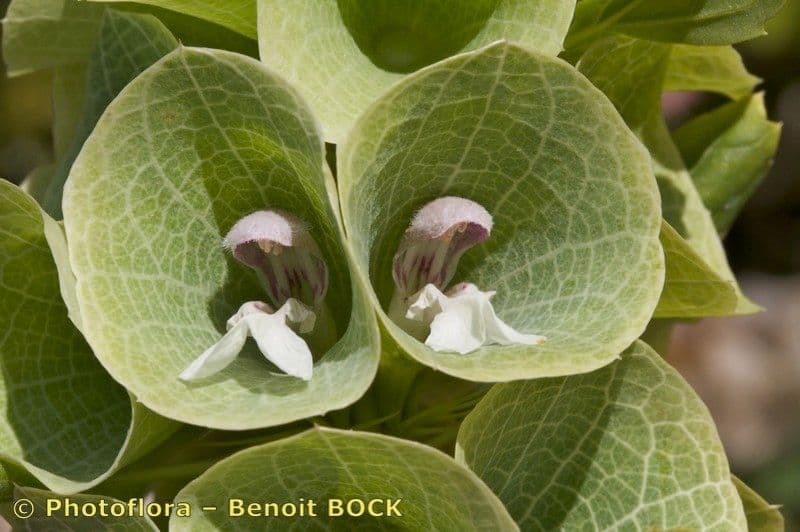 Glockenblume 19