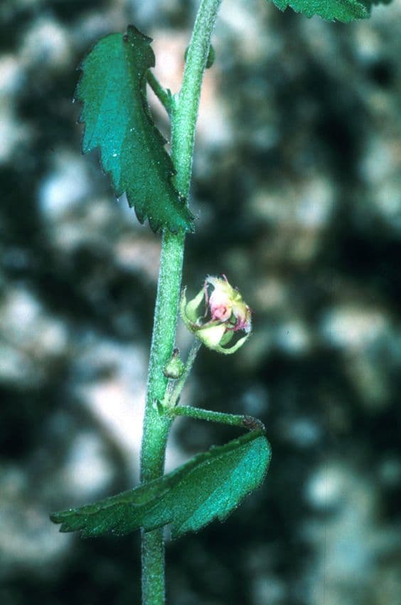 Ayenia compatta 22