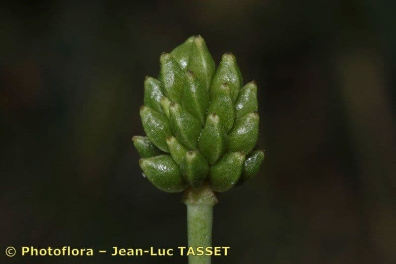 Ranunculus gramineus 2