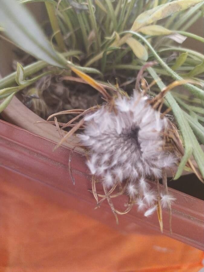Gazania 5