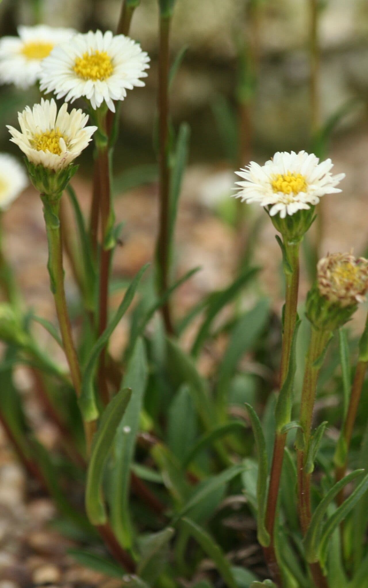 Herbst-Aster 2