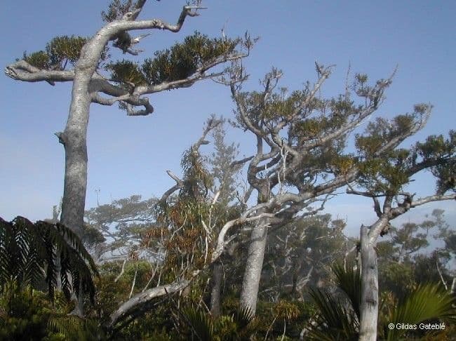 Mount panié kauri 6