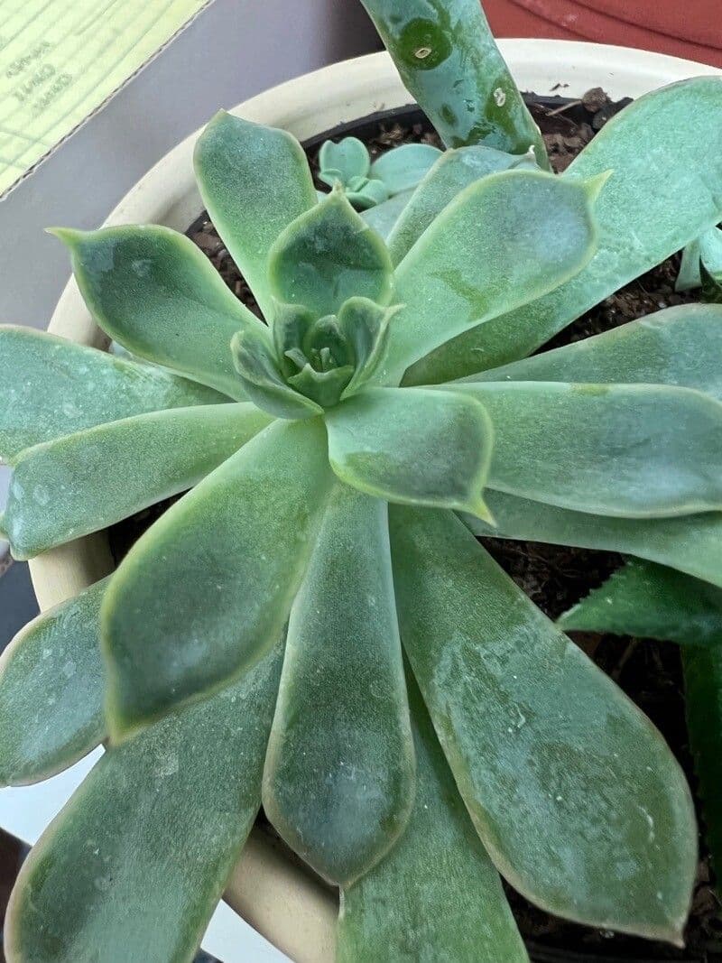 Dudleja 7