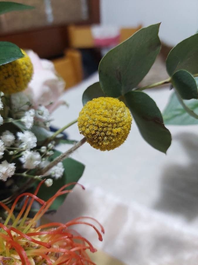 Cotula