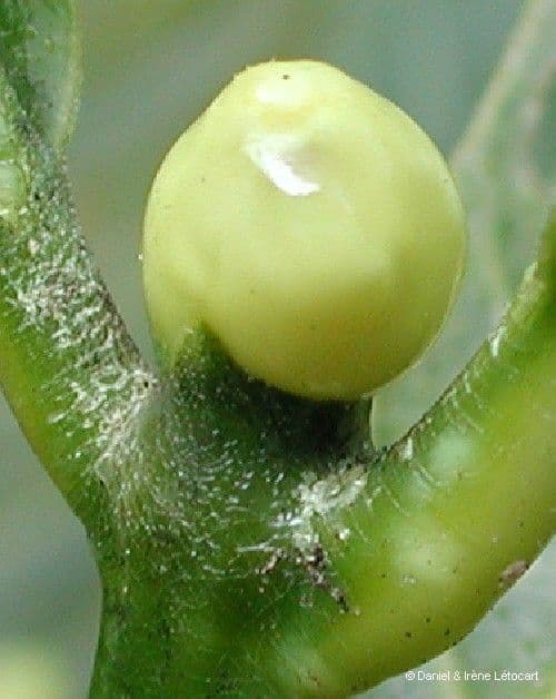 Aubrys Gardenie 4