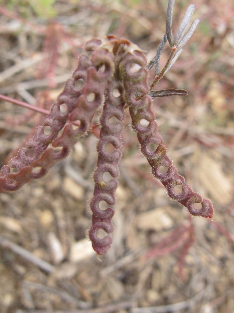 Ipocrepidi ciliata 11
