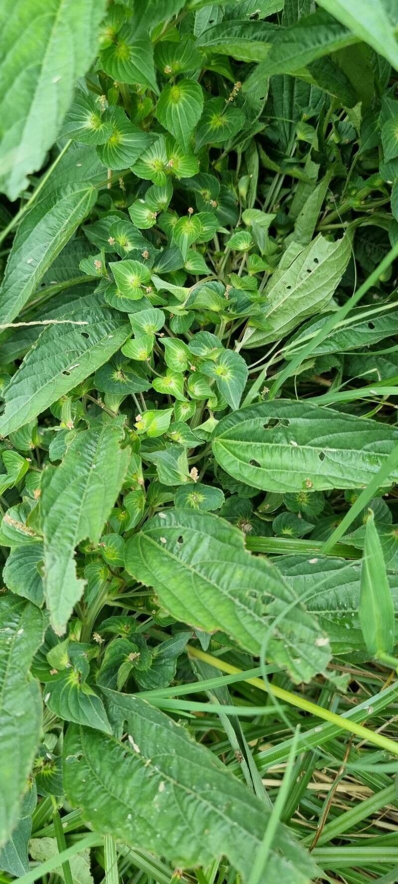 Acalypha australis 10