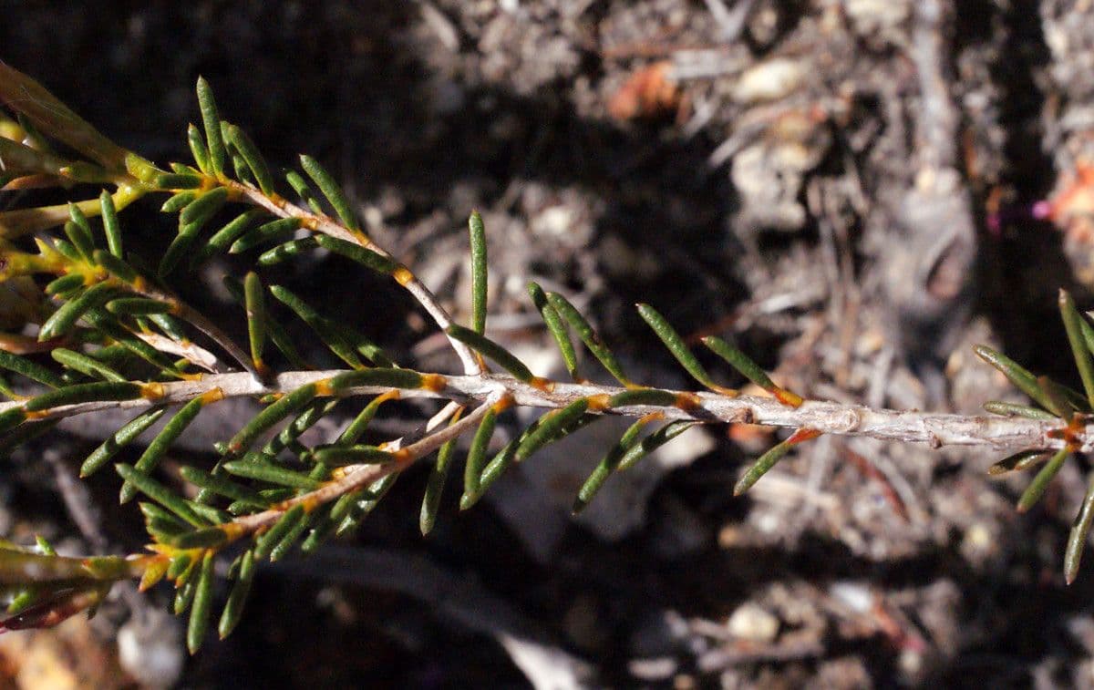 Calytrix 7