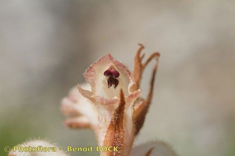 Orobanche 14