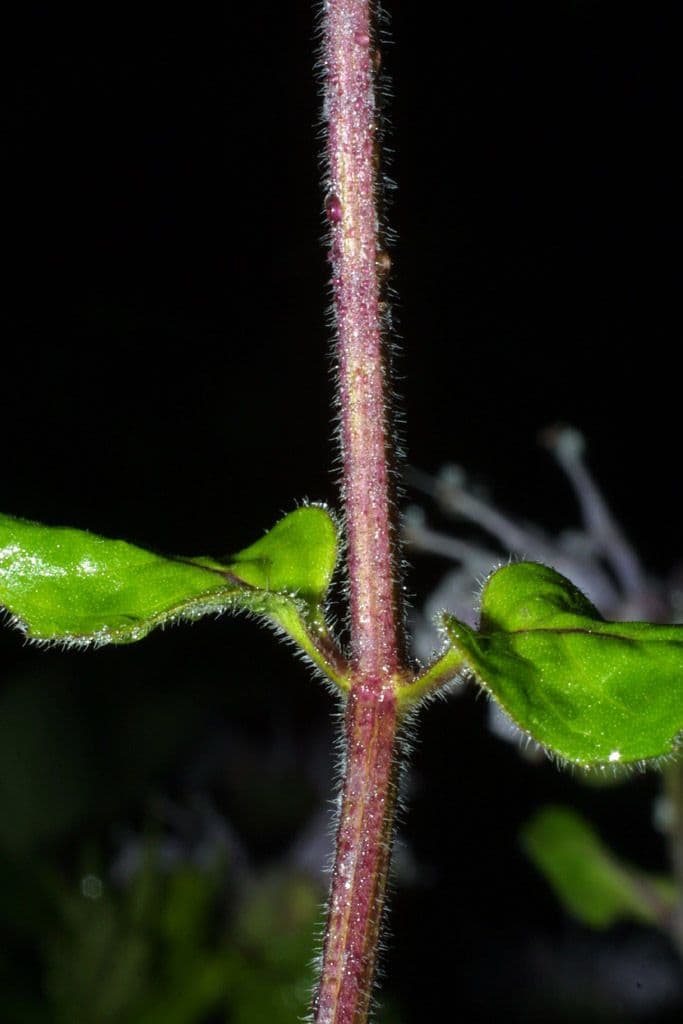 Monarda 22