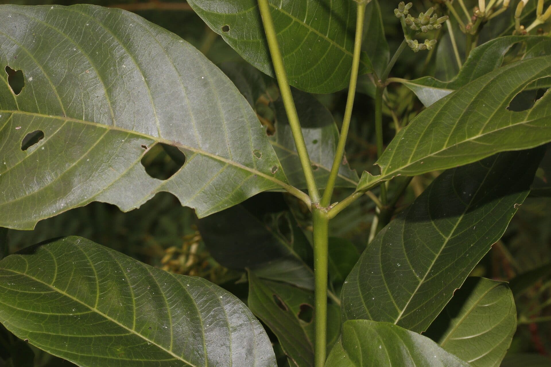 Palicourea 7