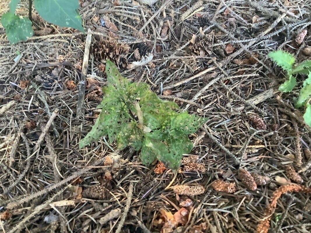 Mountain nettle 5