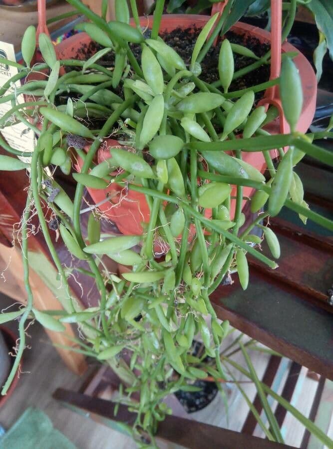 Dischidia 3