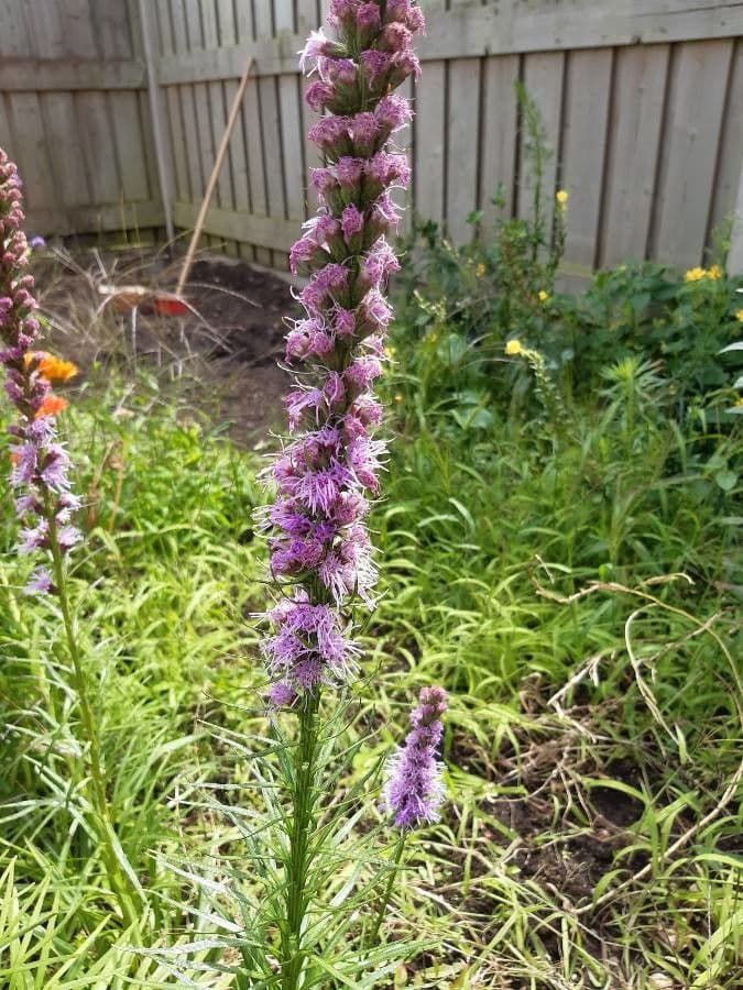 Liatris 3
