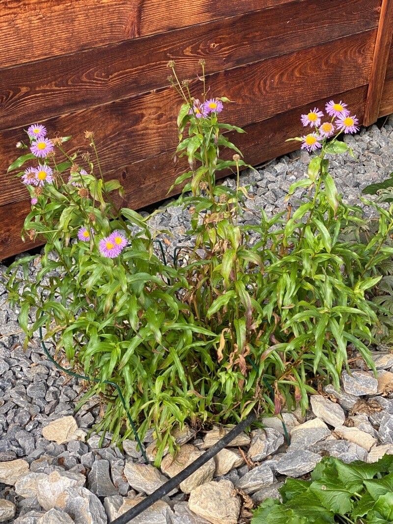 Fleabane piękny 8