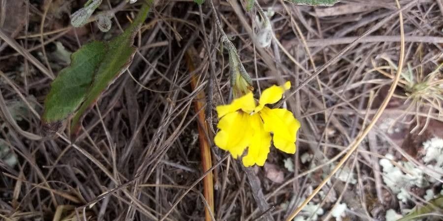 Goodenia pinnatifida 2