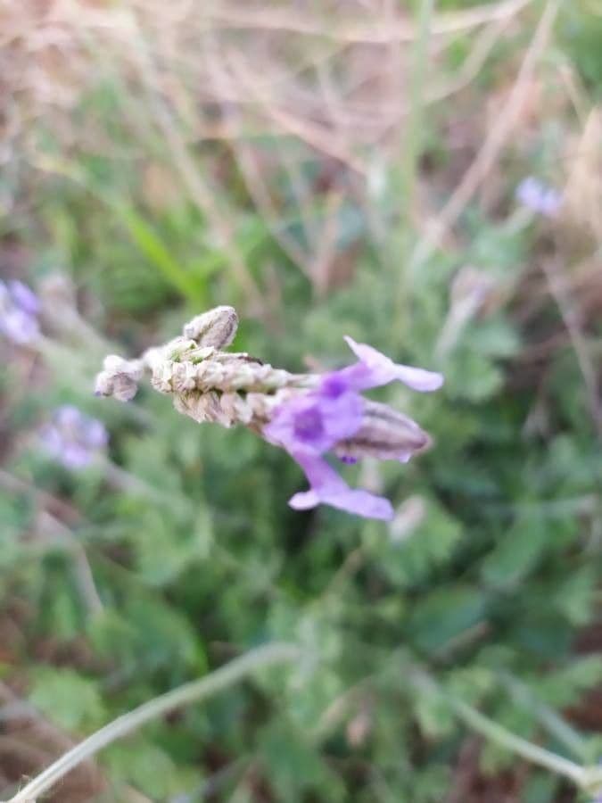 Lavanda multifida 3