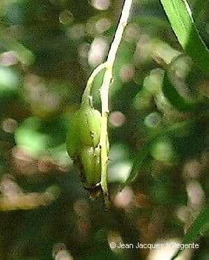 Dendrobium