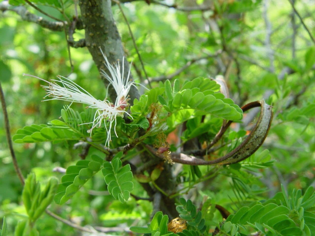 Fairy-duster 3