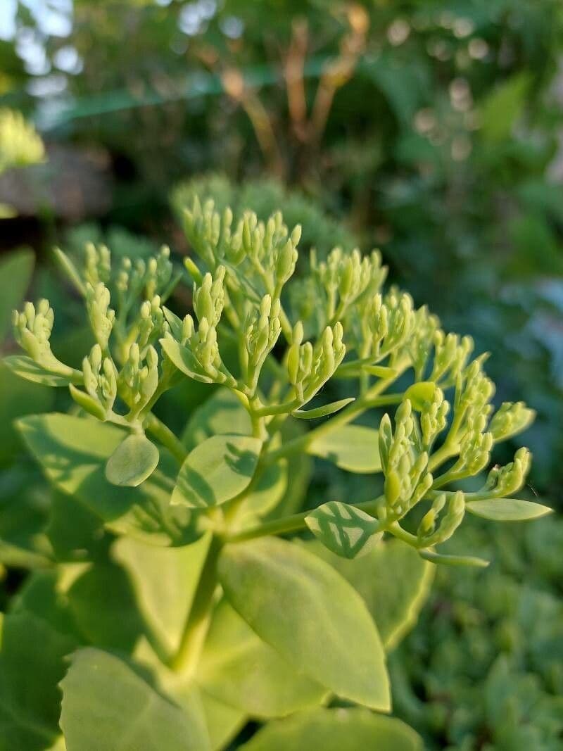 Sedum espectacular 19