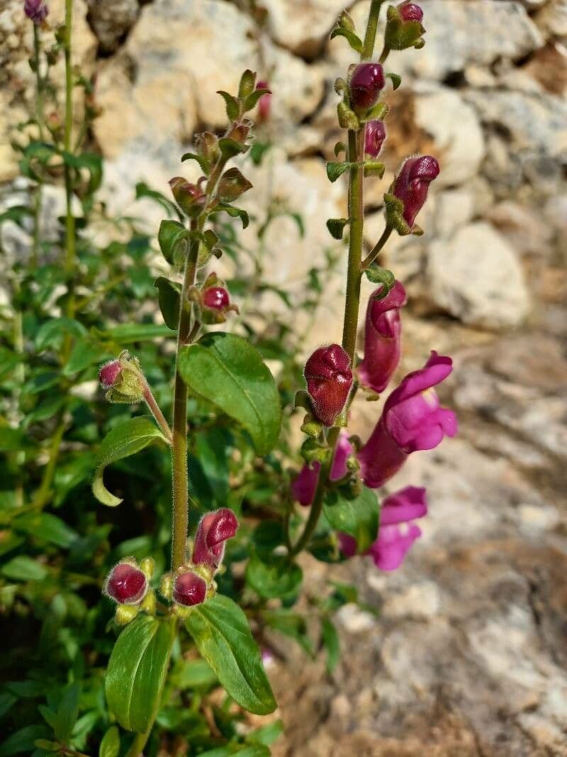 Bocca di leone comune 15